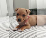 Small Mutt