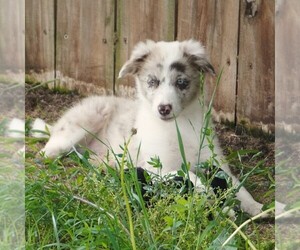 Border Collie Puppy for Sale in DOUGLASS, Kansas USA