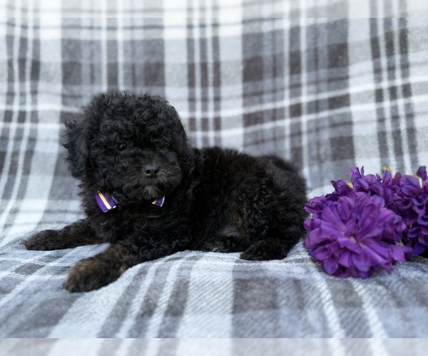Medium Photo #6 Shih-Poo Puppy For Sale in LAKELAND, FL, USA