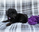 Small #5 Shih-Poo