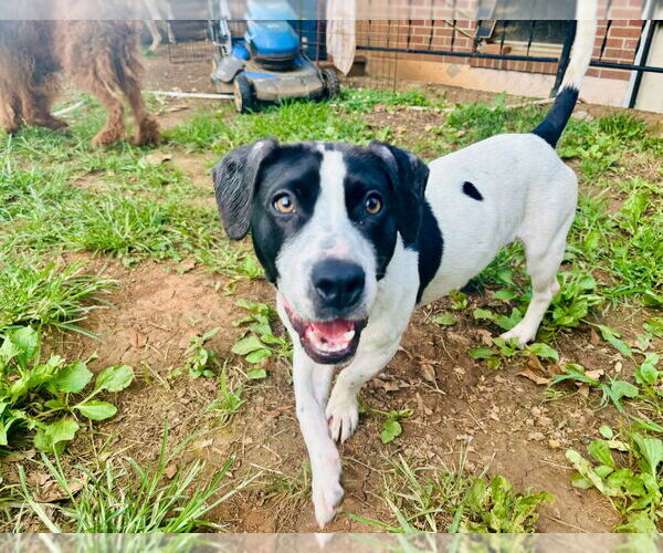 Medium Photo #2 Mutt Puppy For Sale in Mooresville, NC, USA