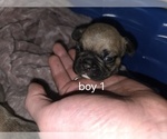 Small #10 French Bulldog