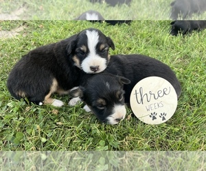 Australian Shepherd Puppy for sale in SPRINGDALE, WA, USA