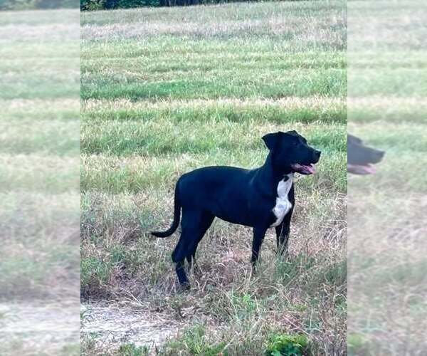 Medium Photo #2 Mutt Puppy For Sale in FRAMINGHAM, MA, USA