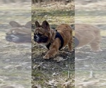 Small #7 French Bulldog