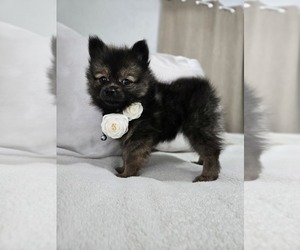 Medium Pomeranian
