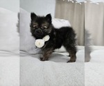 Puppy Sugar bear Pomeranian