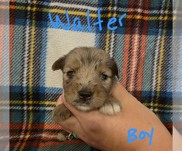 Medium Photo #24 Chizer Puppy For Sale in MONTEZUMA, GA, USA