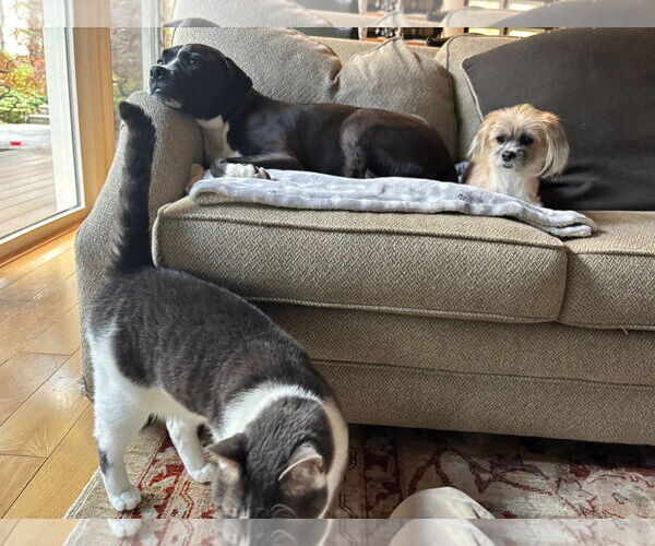 Medium Photo #6 Shih Tzu-Unknown Mix Puppy For Sale in Rockaway, NJ, USA