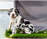 Small #6 Great Dane