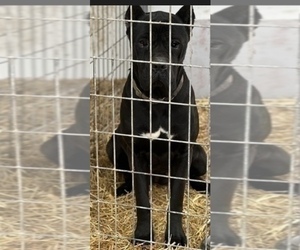 Mother of the Cane Corso puppies born on 03/18/2025