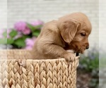 Small Photo #28 Golden Retriever Puppy For Sale in BUFFALO, MO, USA