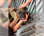 Small #2 Mutt