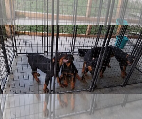 Medium Photo #87 Rottweiler Puppy For Sale in RIEGELWOOD, NC, USA