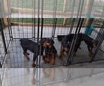 Small Photo #87 Rottweiler Puppy For Sale in RIEGELWOOD, NC, USA