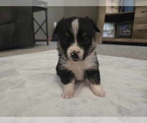 Aussie-Corgi Puppy for sale in CARLYLE, IL, USA