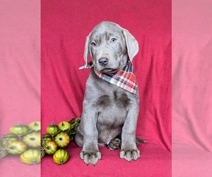 Labrador Retriever Puppy for sale in NOTTINGHAM, PA, USA