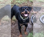 Small #35 Rottweiler