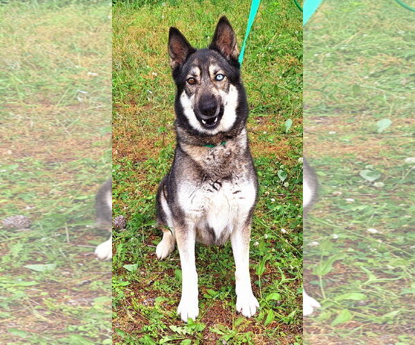 Medium Photo #3 Siberian Husky-Unknown Mix Puppy For Sale in Wetumpka, AL, USA