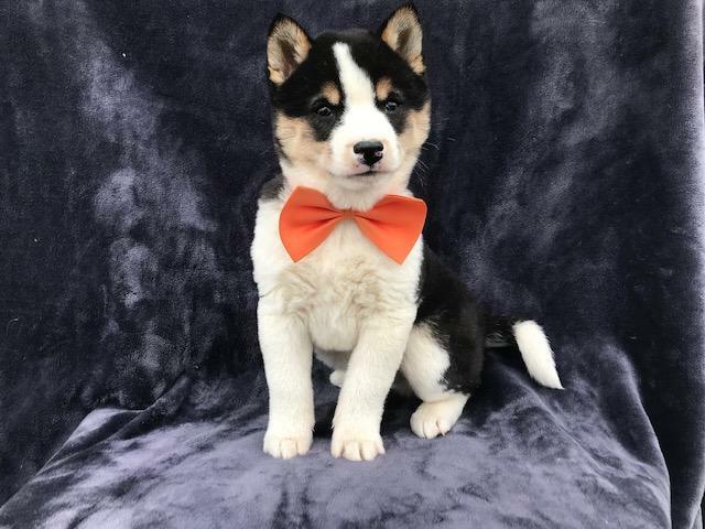 Medium Photo #6 Shiba Inu Puppy For Sale in ELDORA, PA, USA