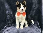 Small Photo #6 Shiba Inu Puppy For Sale in ELDORA, PA, USA