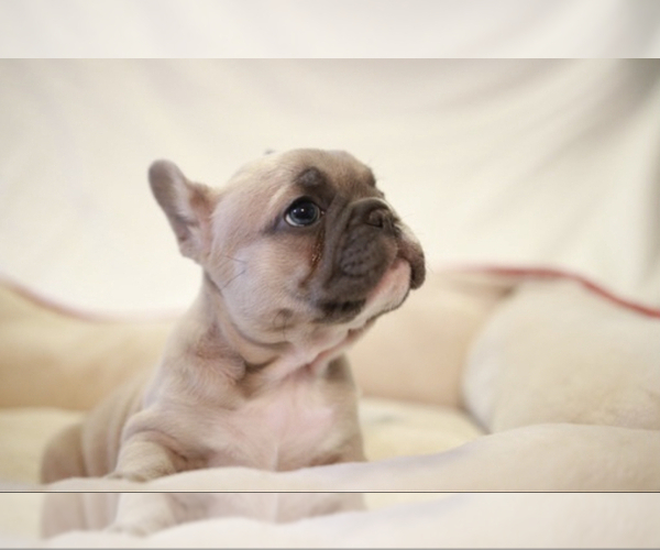 View Ad French Bulldog Litter of Puppies for Sale near Louisiana