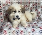 Small Photo #9 Great Pyrenees Puppy For Sale in LAKELAND, FL, USA