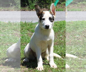Siberian Husky-Unknown Mix Dogs for adoption in Prattville, AL, USA
