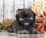 Small Photo #1 Shih Tzu-Silky Tzu Mix Puppy For Sale in MOUNT VERNON, OH, USA