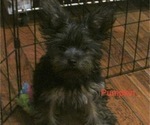 Small Photo #2 Yorkshire Terrier Puppy For Sale in NEWBURGH, IN, USA