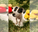Small #33 Basenji-Rat Terrier Mix
