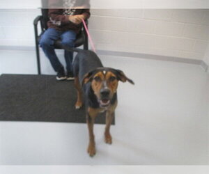 English Coonhound Dogs for adoption in Ocala, FL, USA