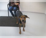 Small English Coonhound