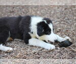 Small #2 Border Collie Mix