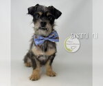 Small #2 Pug Mix