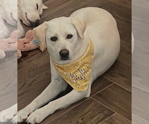 Labrador Retriever Dogs for adoption in Agoura Hills, CA, USA