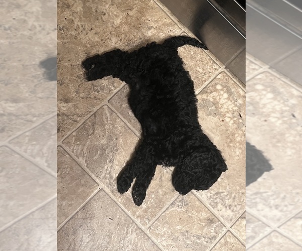 Medium Photo #2 Goldendoodle Puppy For Sale in SPARTANBURG, SC, USA