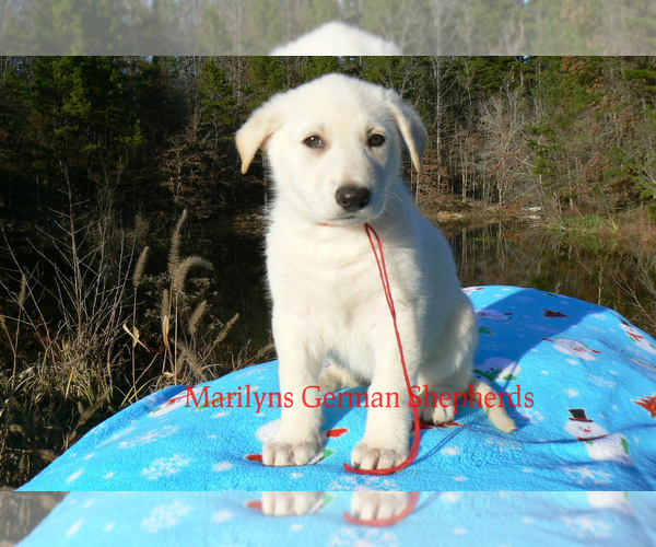 Medium Photo #4 German Shepherd Dog Puppy For Sale in PIEDMONT, MO, USA