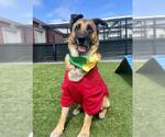 Small Photo #4  Puppy For Sale in , 