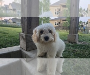 Poovanese Puppy for sale in LEES SUMMIT, MO, USA