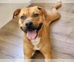 Small #1 Black Mouth Cur Mix