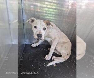 American Staffordshire Terrier Dogs for adoption in San Antonio, TX, USA