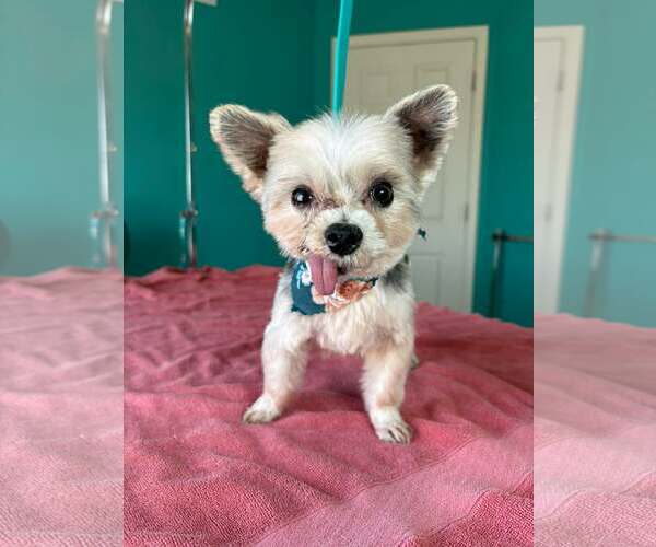 Medium Photo #6 Mutt Puppy For Sale in Gretna, NE, USA