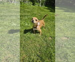 Small #2 Chiweenie