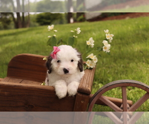 Cavapoo Puppy for sale in WEST SALEM, OH, USA