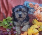 Puppy Biscuit Yorkshire Terrier
