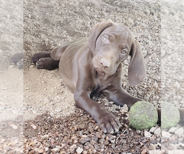 Medium Photo #38 German Shorthaired Pointer Puppy For Sale in GRAND ISLAND, NE, USA
