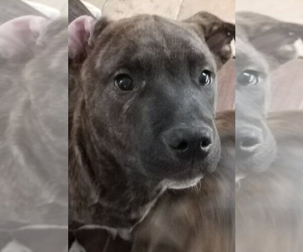 Medium Photo #18 Rottweiler-Unknown Mix Puppy For Sale in Spring, TX, USA
