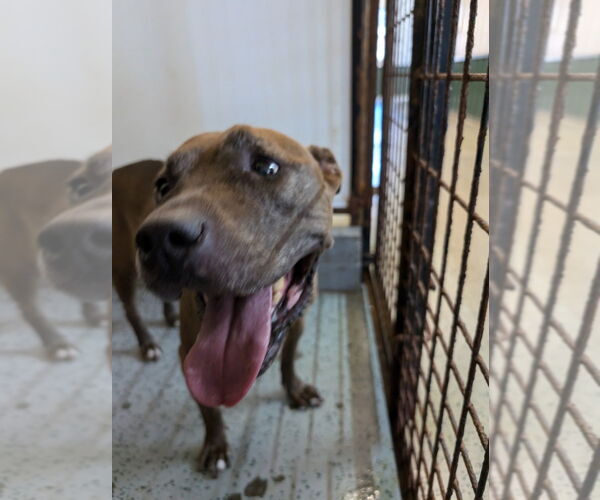 Medium Photo #2 American Pit Bull Terrier-German Shepherd Dog Mix Puppy For Sale in Osgood, IN, USA