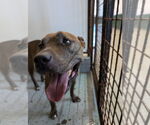 Small #1 American Pit Bull Terrier-German Shepherd Dog Mix
